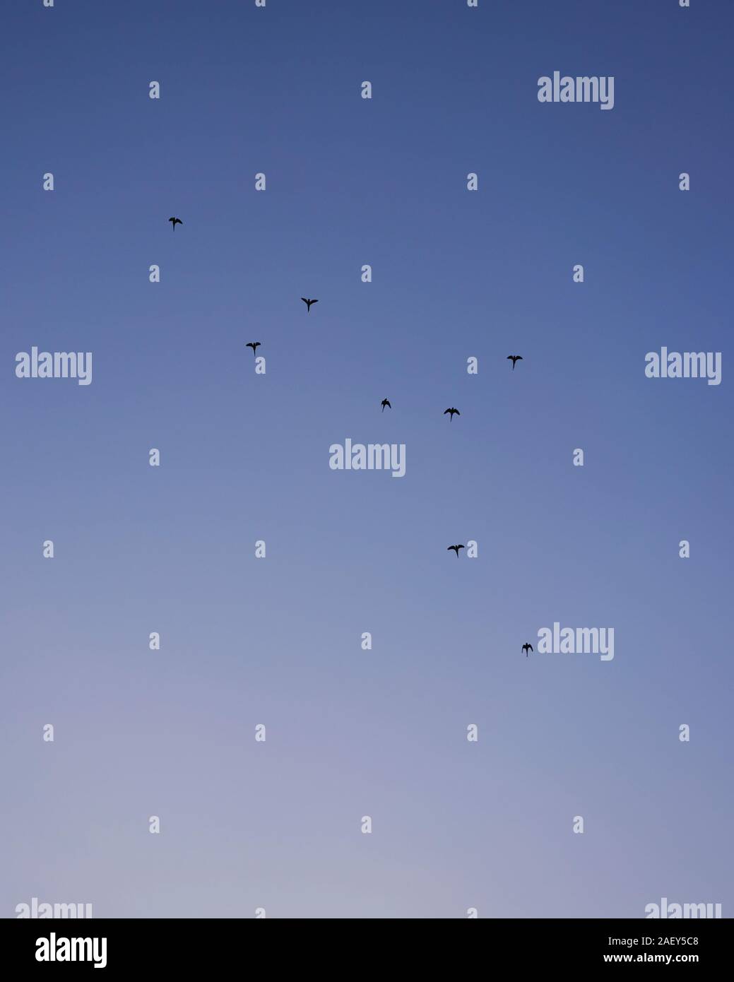 Birds with clear sky hi-res stock photography and images - Alamy