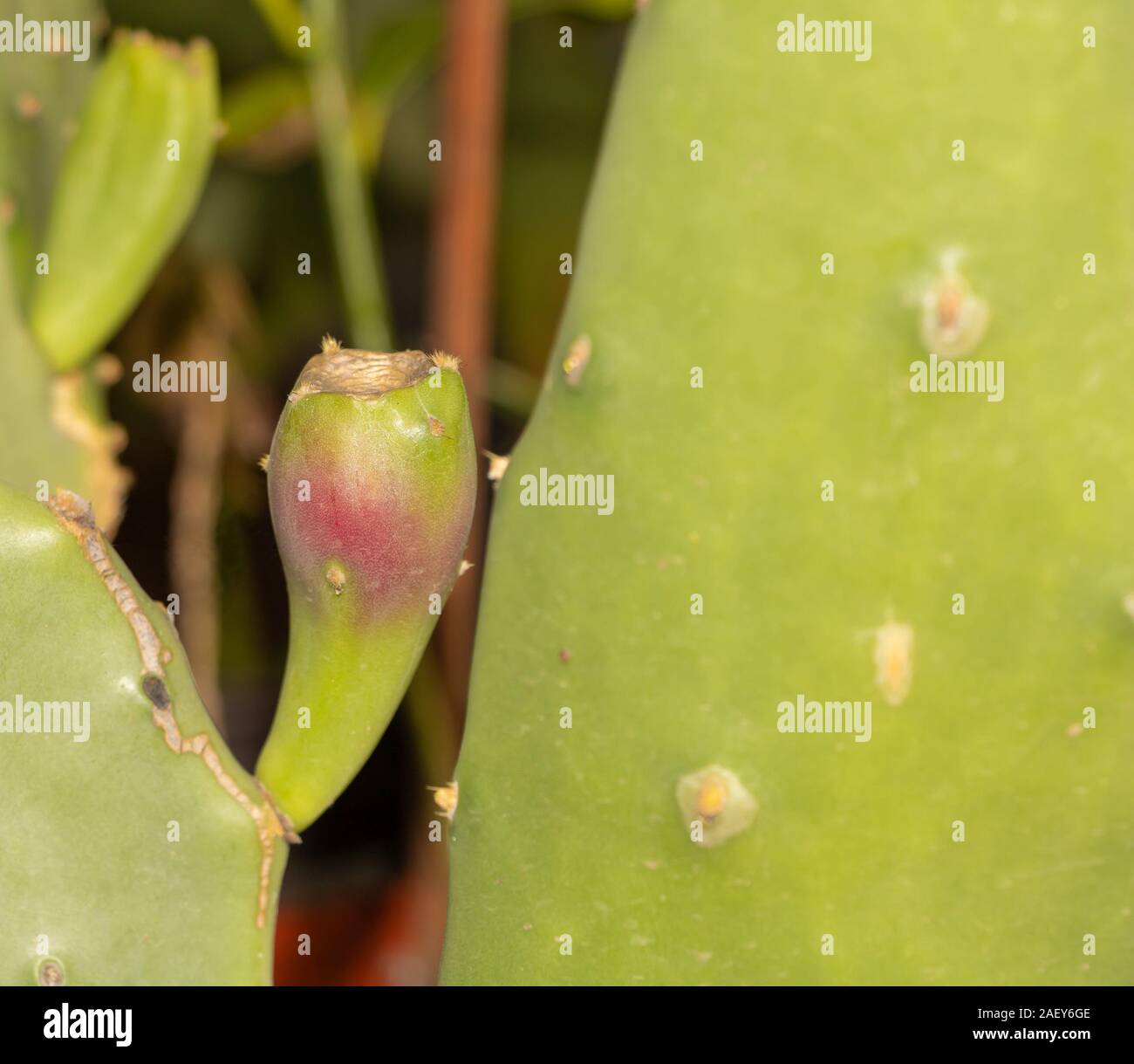 Cactus fruit ripening process. Growing opuntia cactus inside in the pot concept Stock Photo
