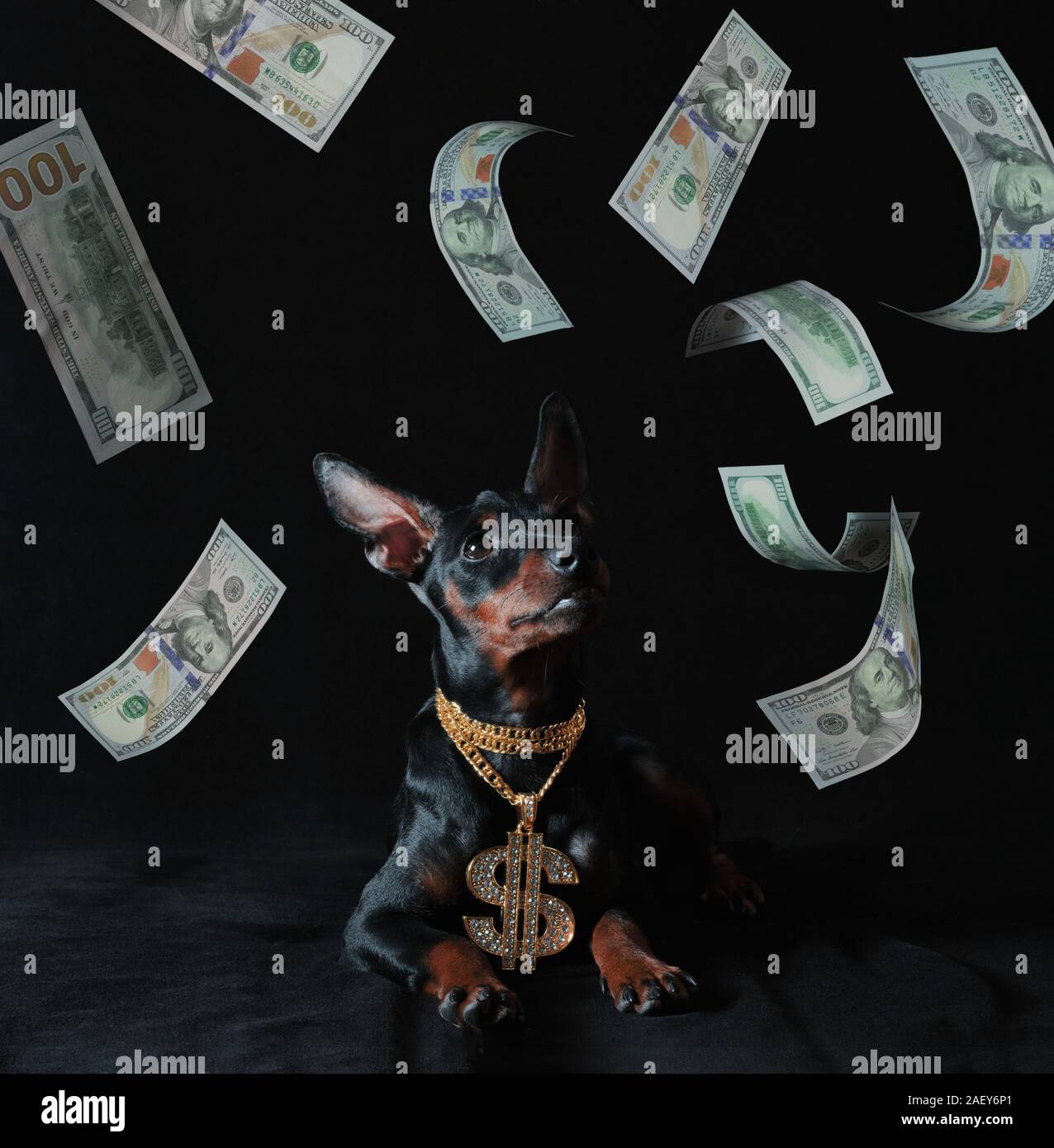 one hundred american dollars bills fall on a miniature pinscher puppy with a gold pendant on a dark background Stock Photo