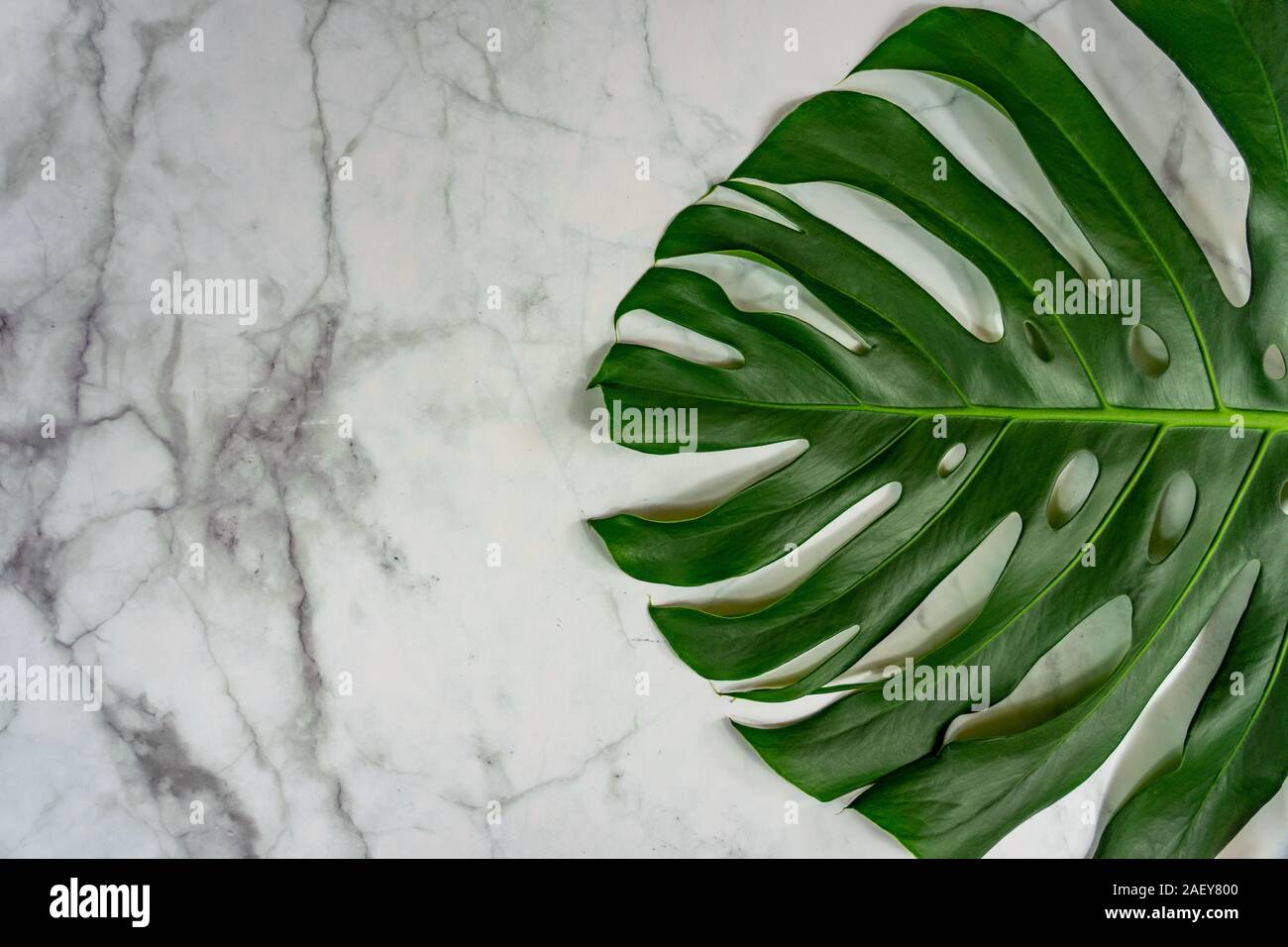 monastera philodendron leaf on marble background natural design background concept . Stock Photo