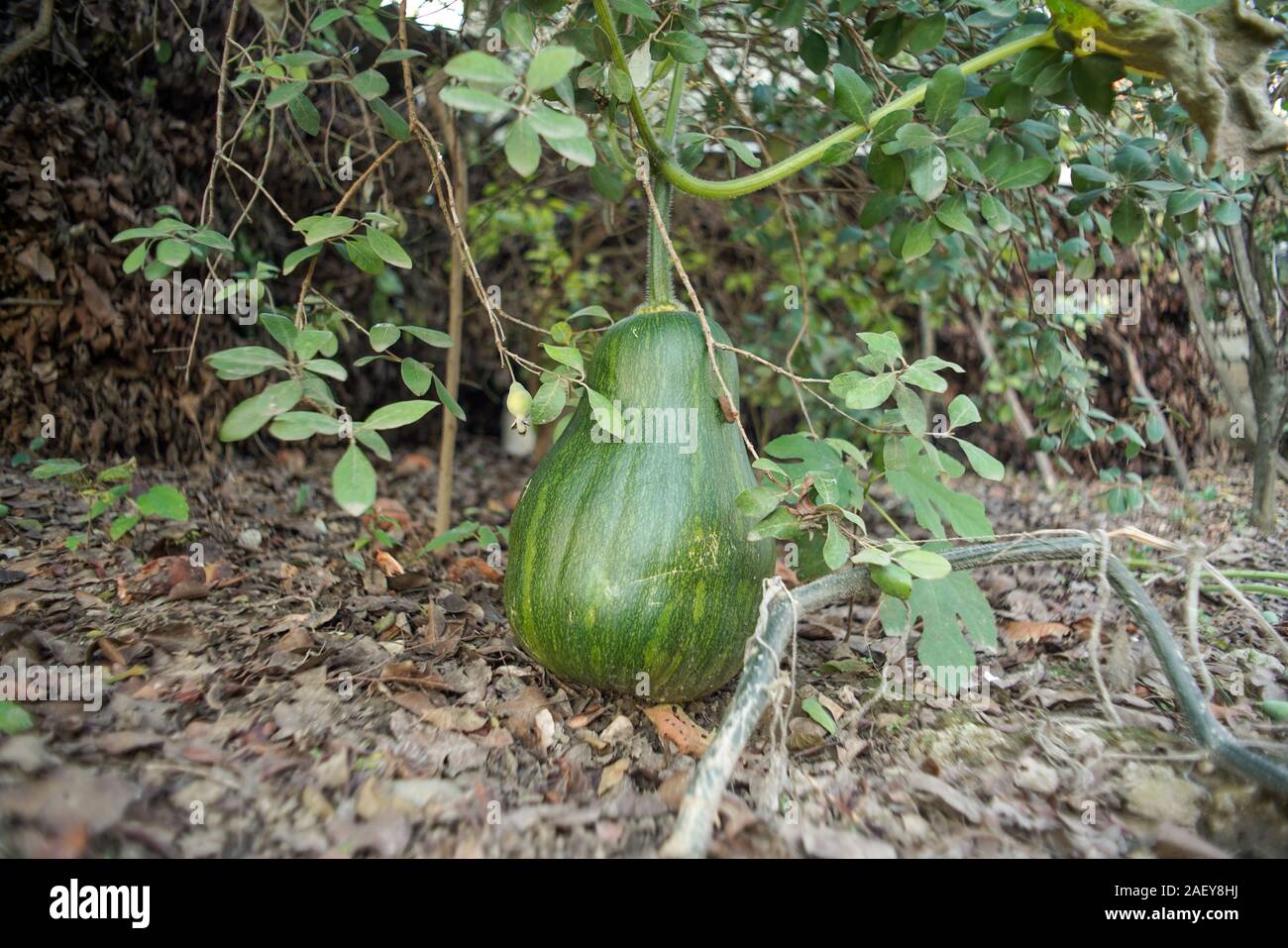 Big green pumpkin grows on a kitchen garden on the ground Stock Photo ...