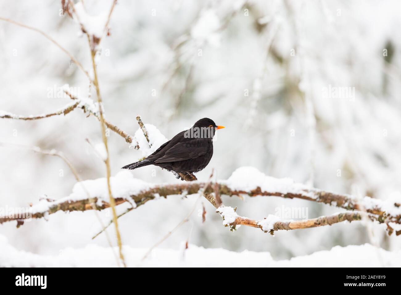 Blackbird on a branch in winter forest Stock Photo