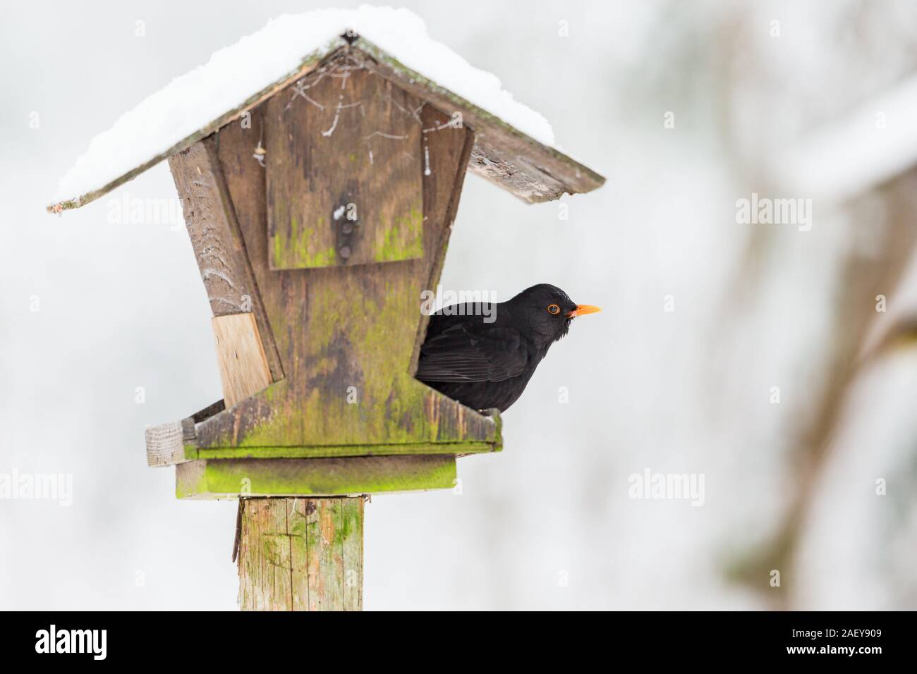 Blackbird that sits on a bird feeding Stock Photo