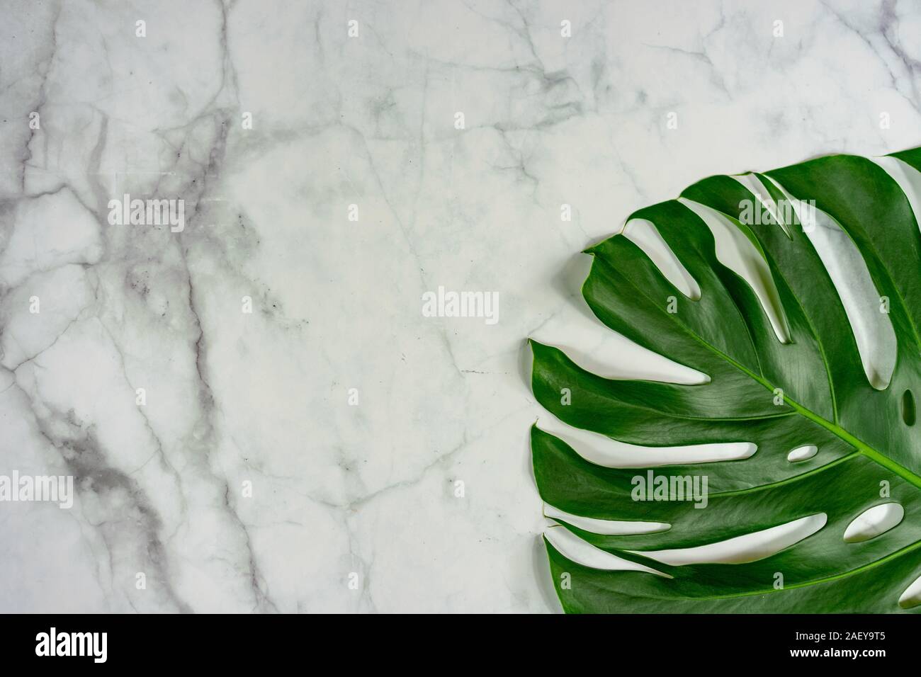 monastera philodendron leaf on marble background natural design background concept . Stock Photo