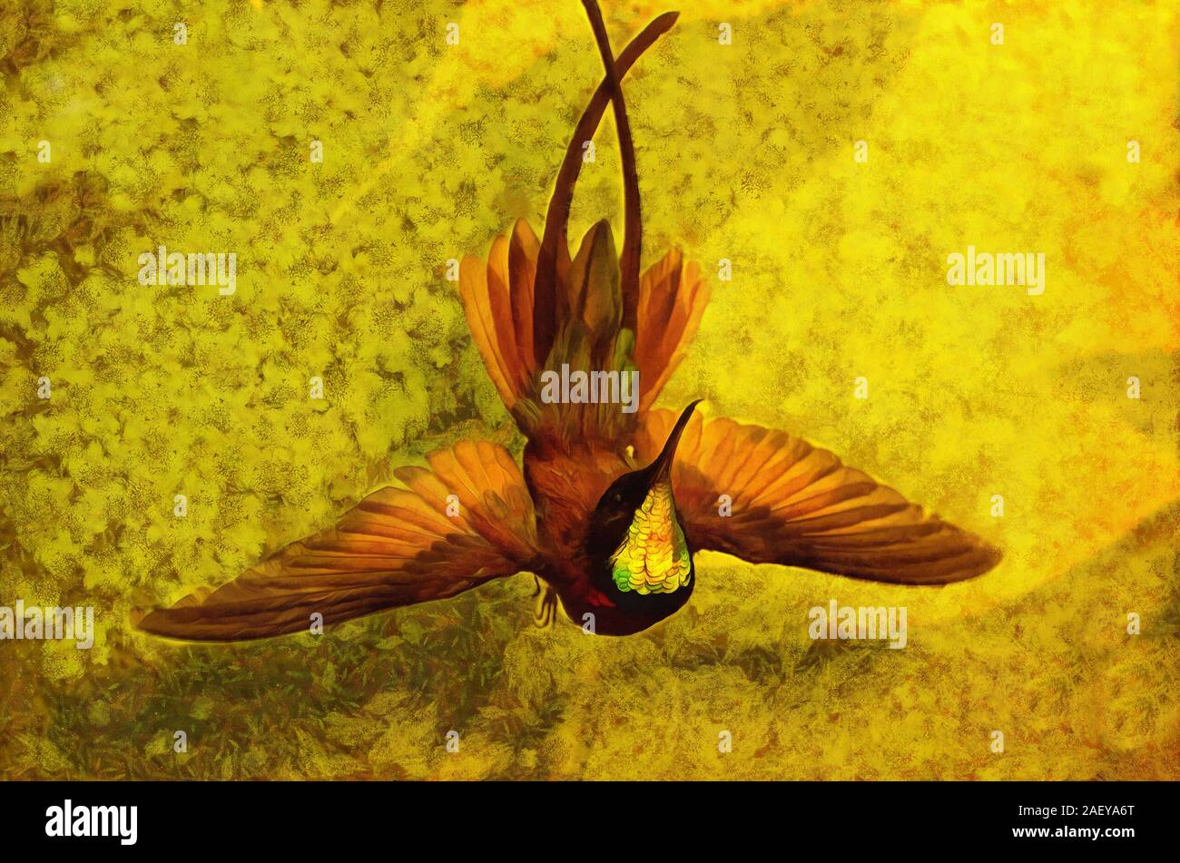 Illustrations Topaz hummingbird, Topaza pella, species, birds, hummingbird family, Trochilidae, Stock Photo