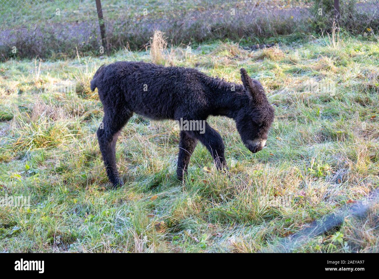 Rare Poitou donkey foal Stock Photo