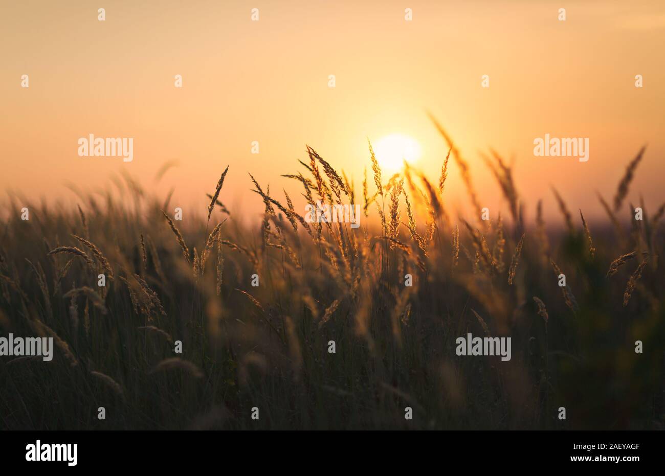 Wheat Field Sunset. End of summer Stock Photo
