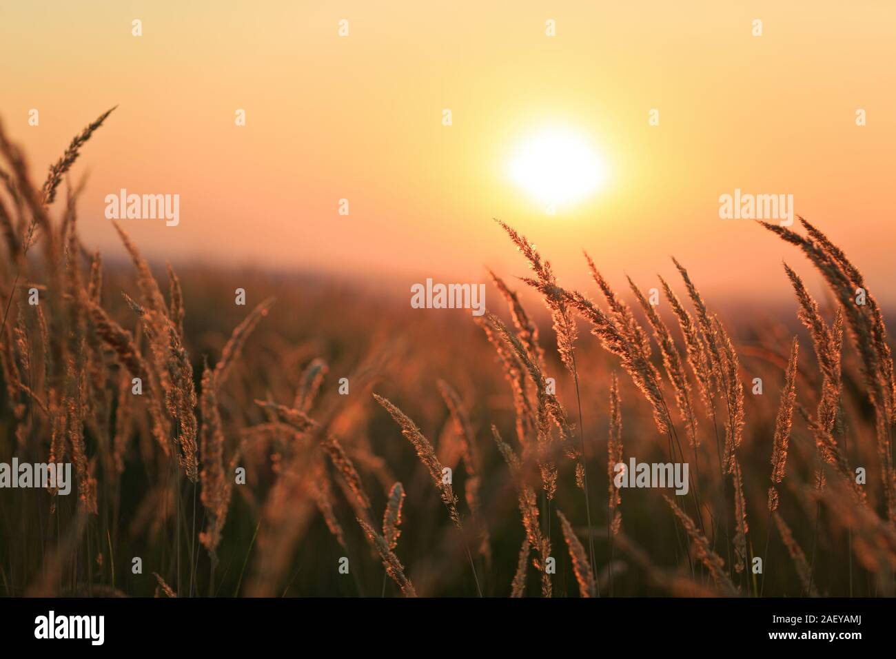 Dried weeds in Backlight. Shallow depth of field. End of Summer Atmosphere. Sunset. Stock Photo