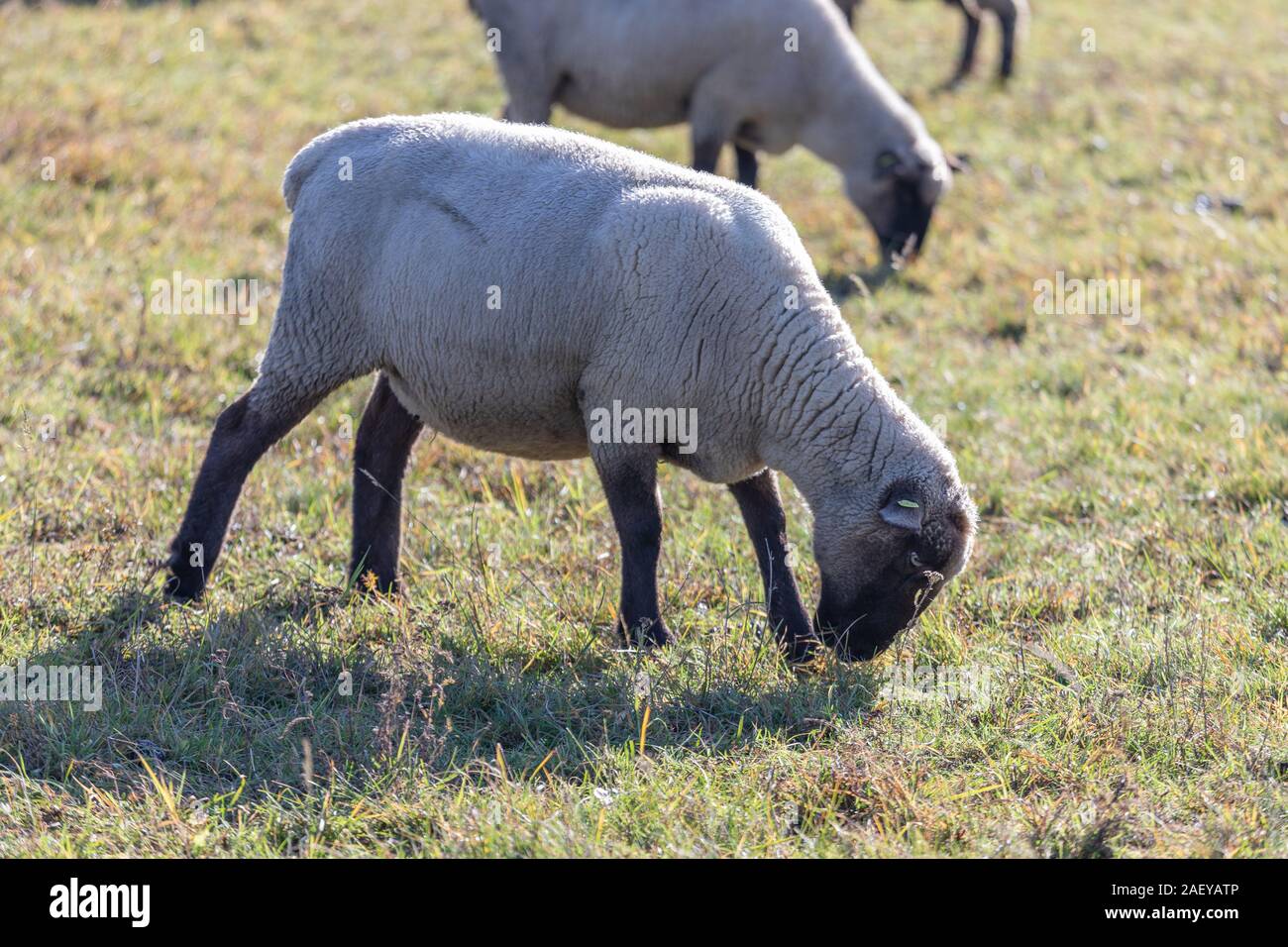 Eating sheep's head hi-res stock photography and images - Alamy