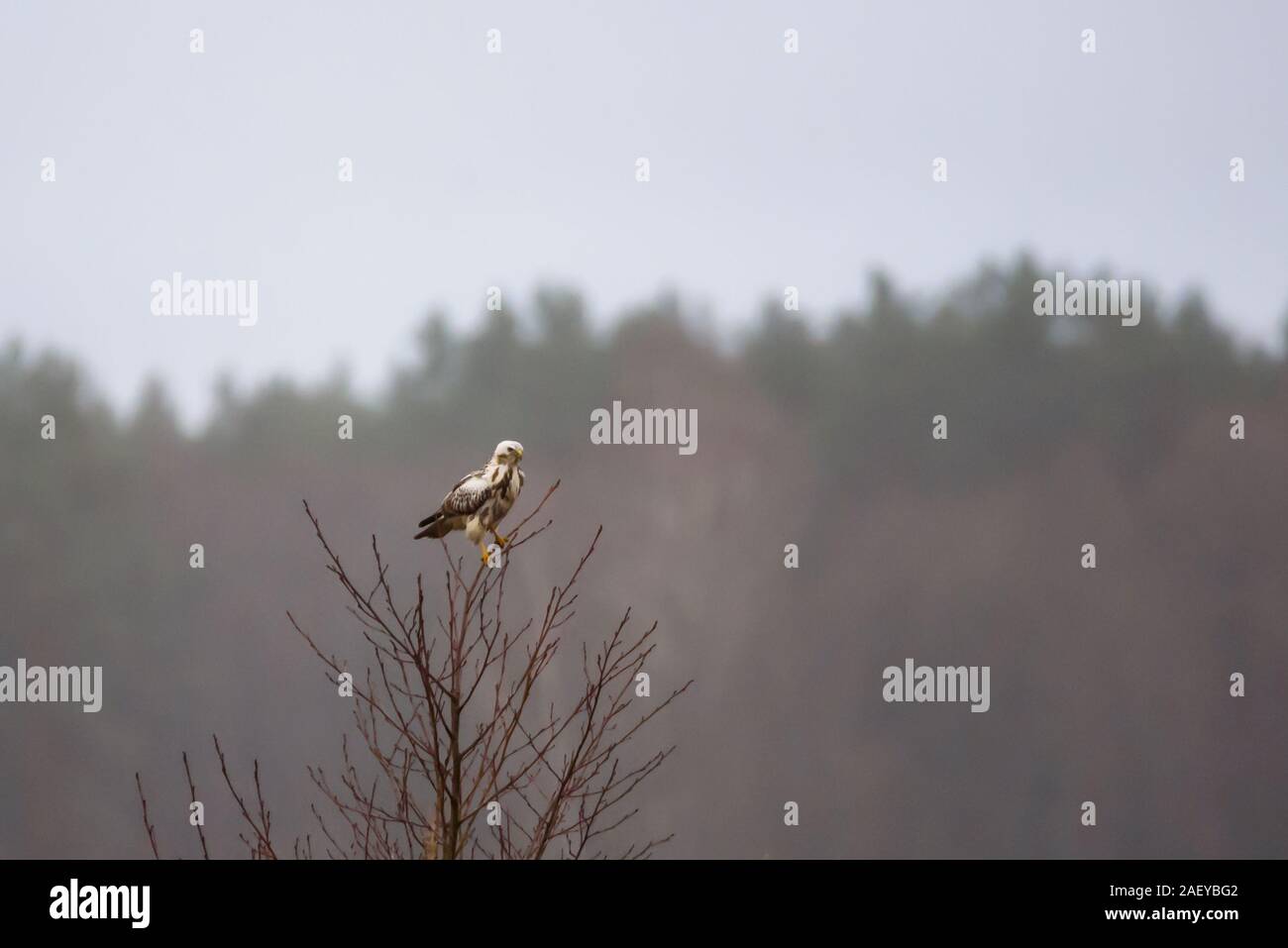 Common buzzard bird (Buteo buteo) sitting on branch of tree. Lighter ...