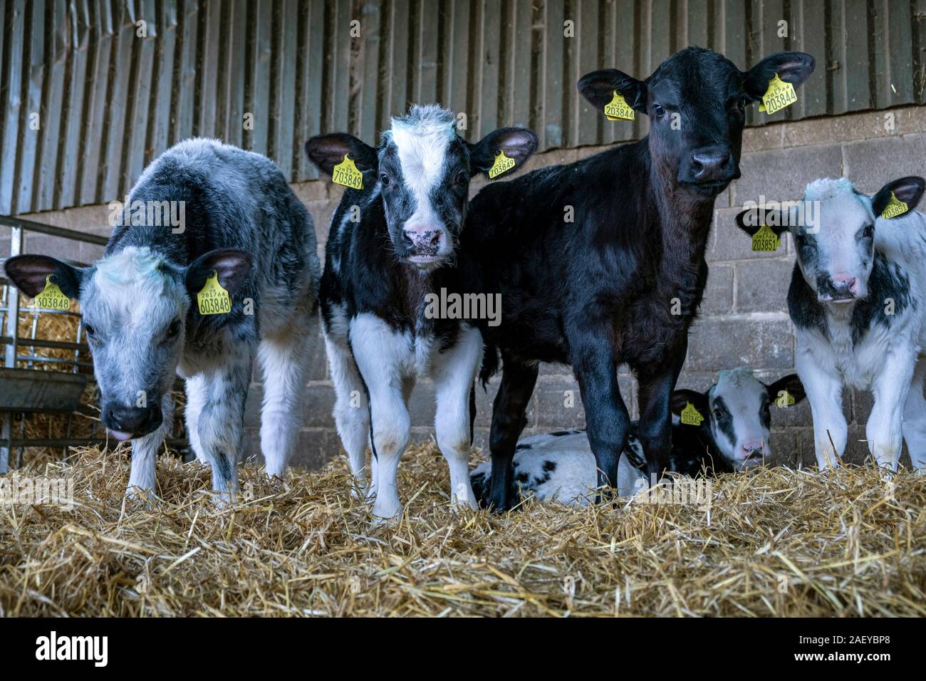 Livestock on a family farm, illustrating farming today. Stock Photo