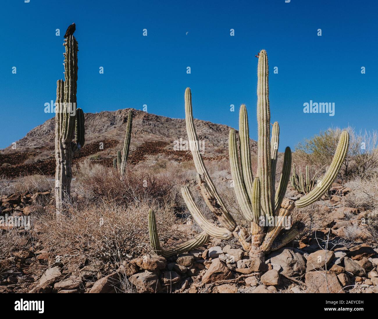 vulture sitting on cactus in Mexican desert Stock Photo