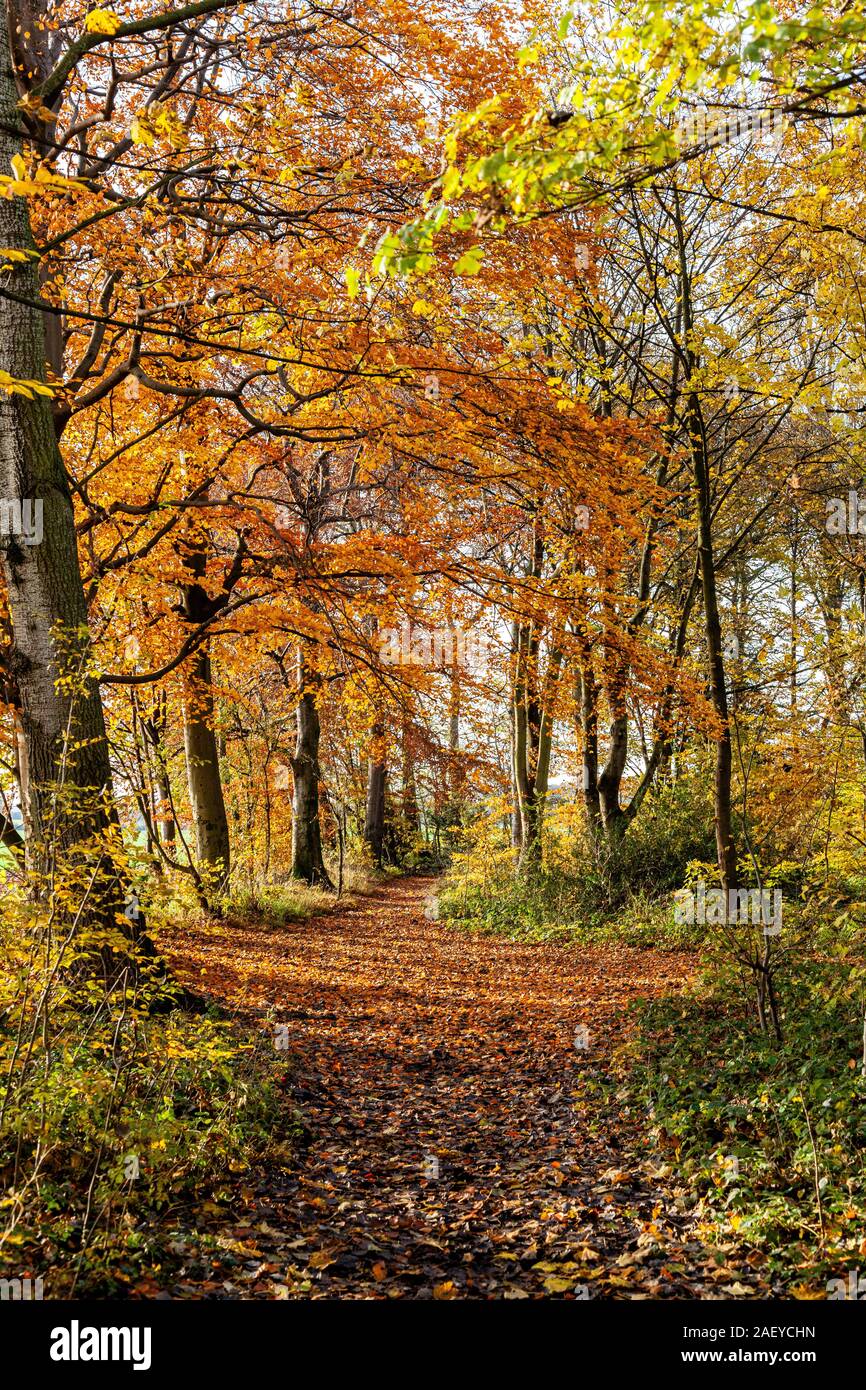 A walk in the woods on an autumn day in the cold sunshine Stock