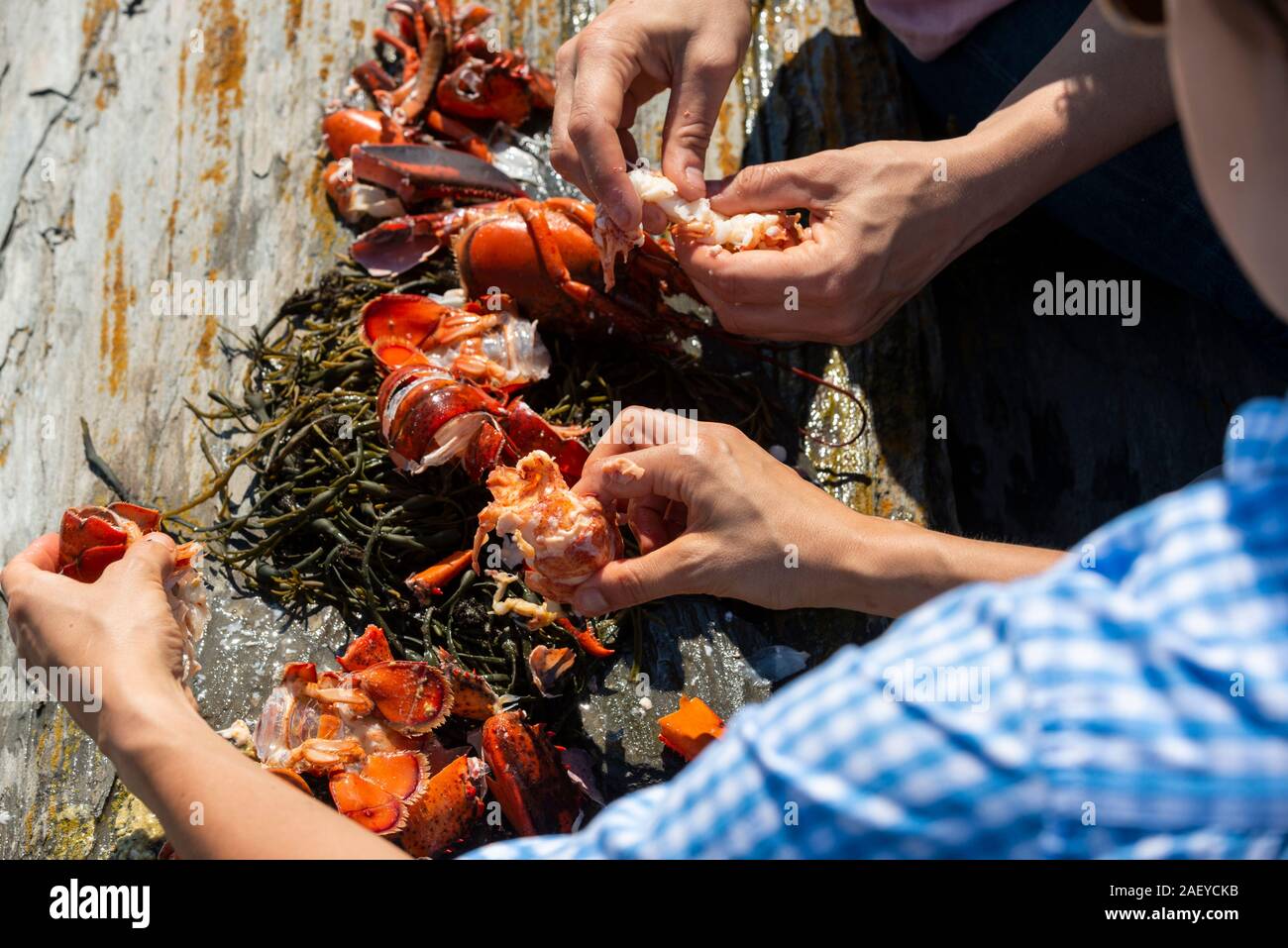 Woman lobster hi-res stock photography and images - Alamy