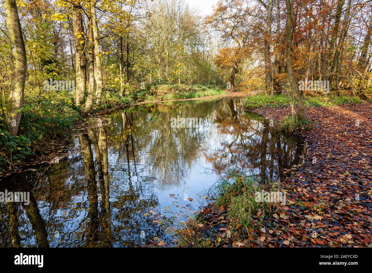 Woodland pond with refections in autumn. Stock Photo