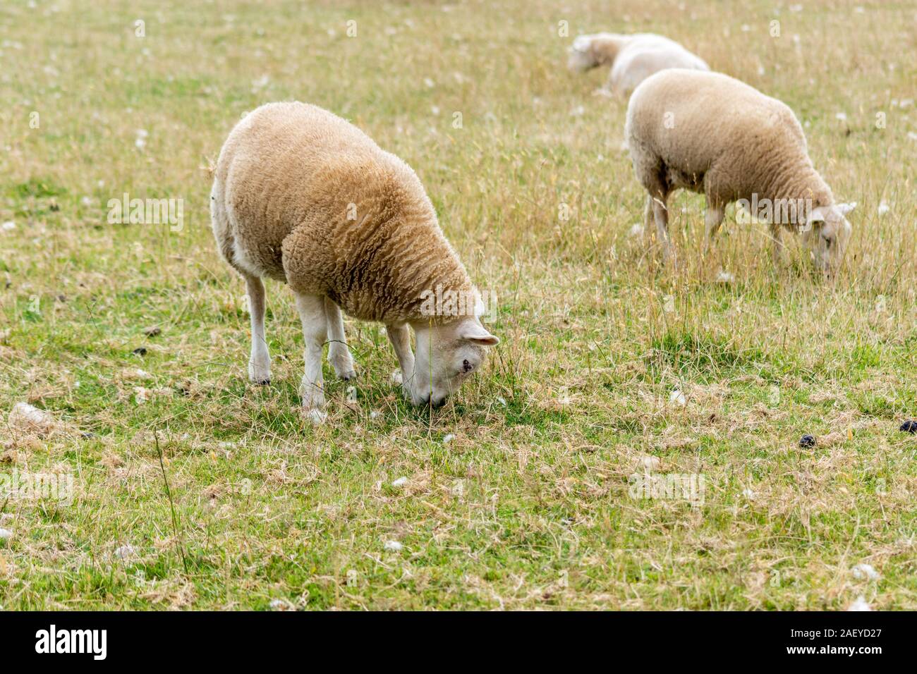 Sheep with their heads down grazing in wild pasture with bits of shed wool and dried grass well scattered around Stock Photo