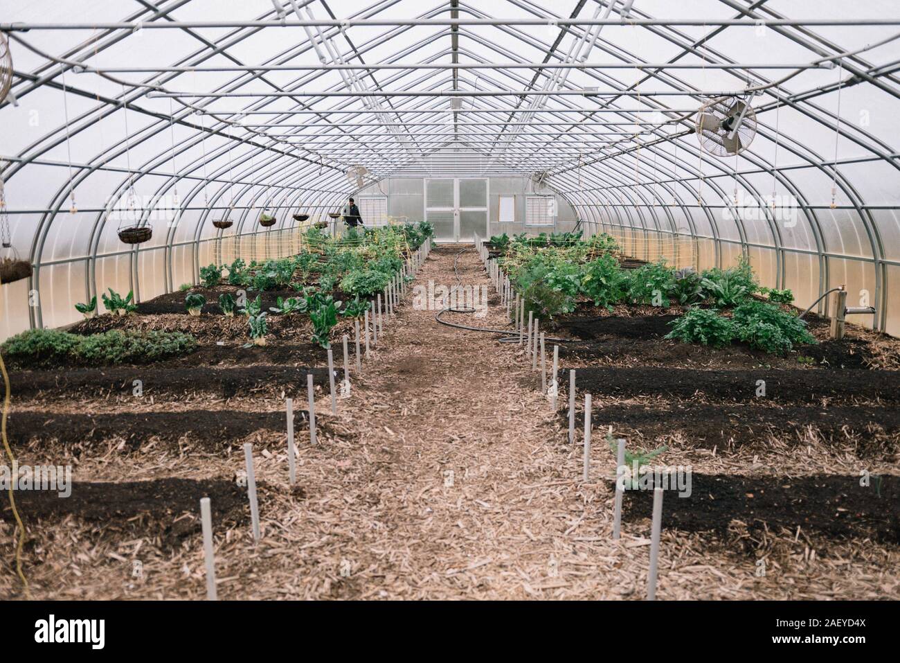 Growing plants in a greenhouse Stock Photo - Alamy