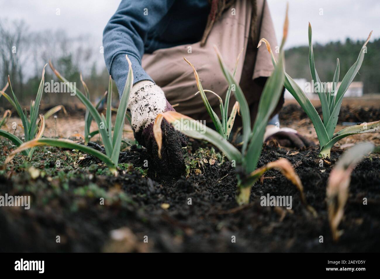 Farmer tearing out the tares from an onion field Stock Photo