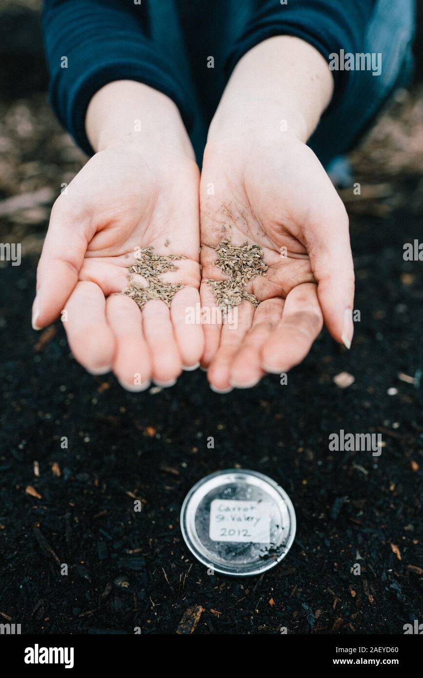Bunch of carrot seeds in the palm of a woman hands Stock Photo