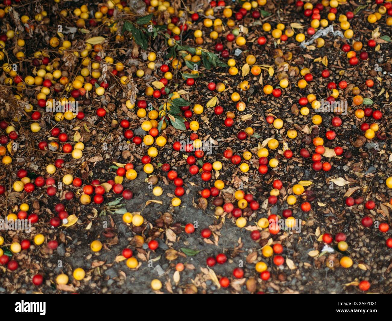 Red and yellow plums on the ground Stock Photo