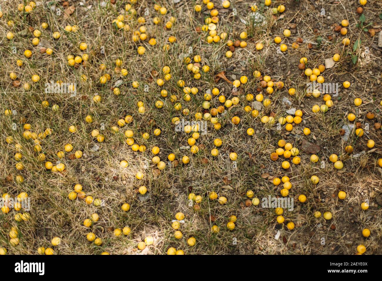 Yellow plums on the grass Stock Photo