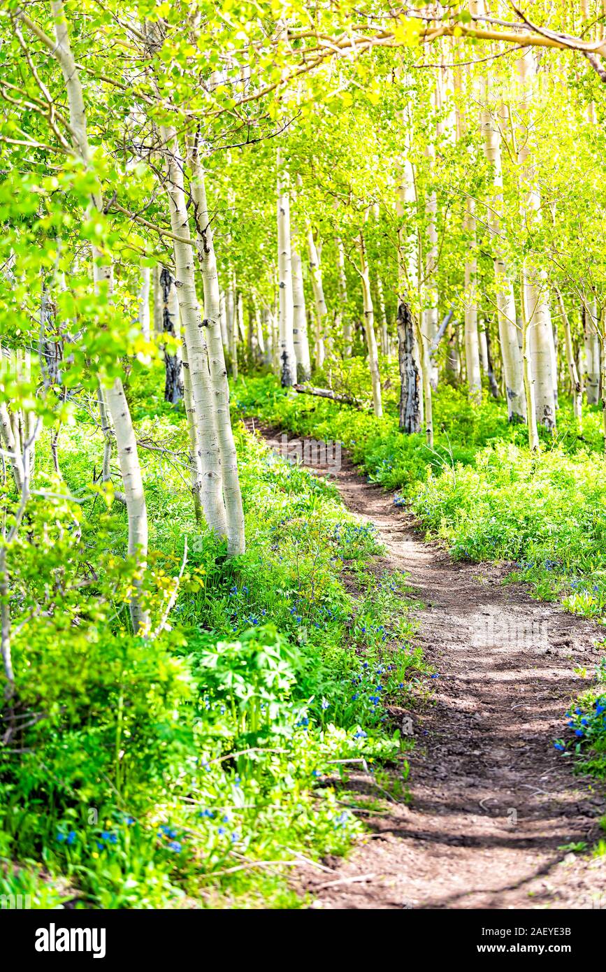 Snodgrass trail golden sunrise sunlight footpath in Mount Crested Butte, Colorado in National Forest park mountains with green aspen trees forest grov Stock Photo