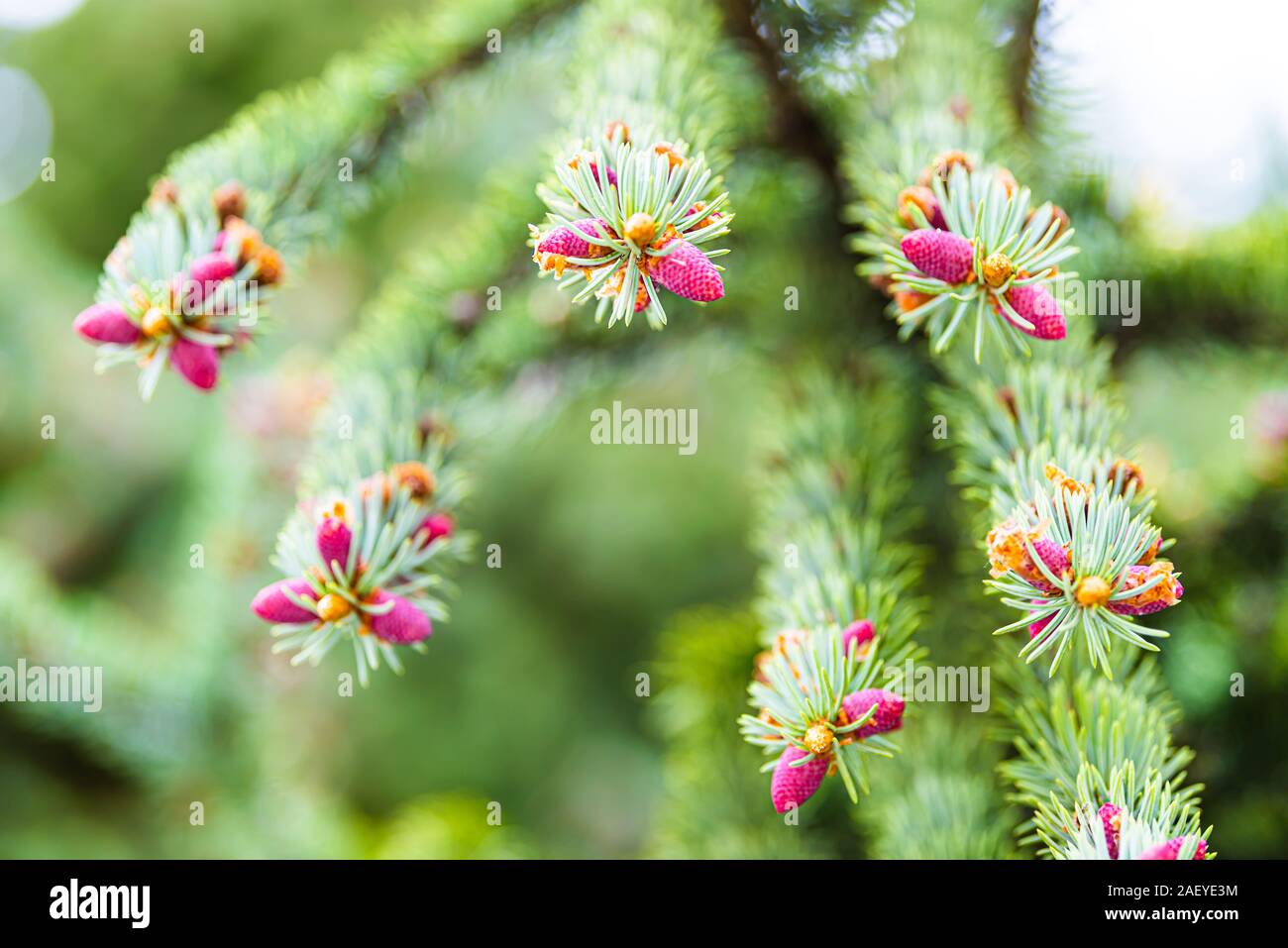 Crested Butte, Colorado in summer with macro closeup low angle view of pine tree with small young pink red cones in downtown village Stock Photo