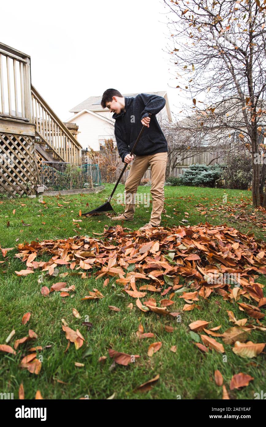 Adolescent boy raking leaves in the backyard on a fall day. Stock Photo