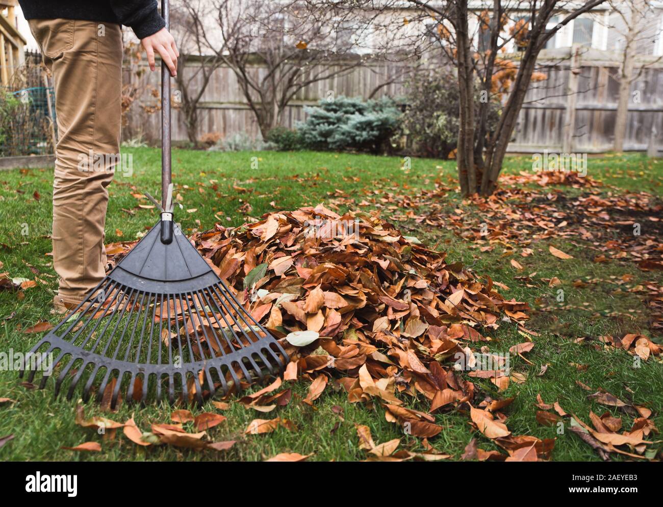Cropped image of boy raking leaves in a backyard on a fall day. Stock Photo
