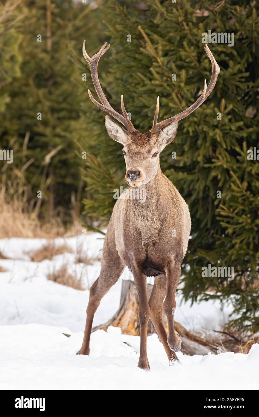 Mature red deer stag with antlers on snow in winter Stock Photo