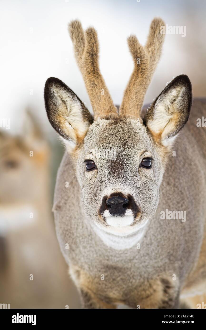 Portrait of roe deer buck facing camera in wintertime Stock Photo - Alamy