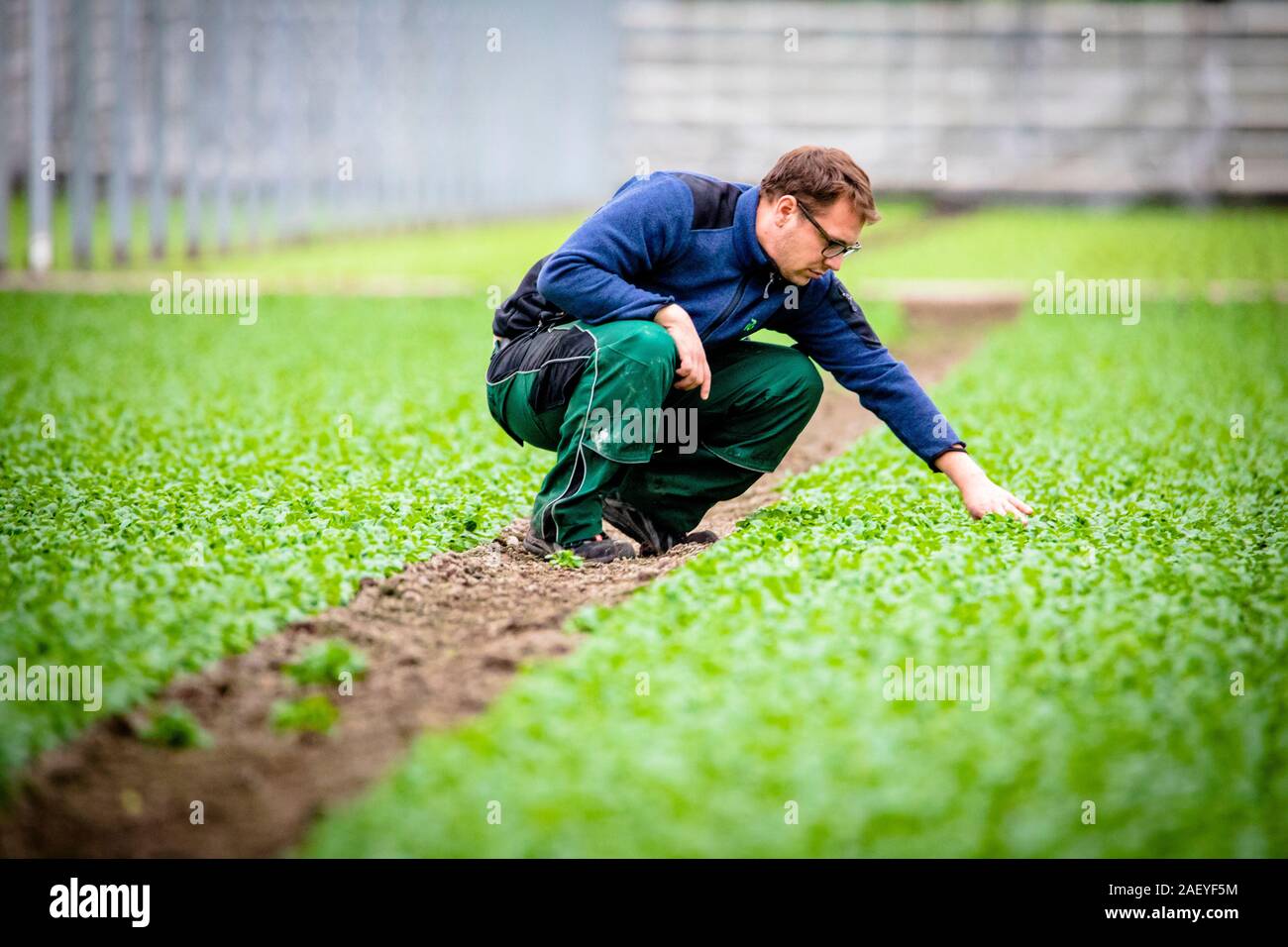 Greenhouse Manager Paul Ruser tend to sallad plants at the Gebr. Meier Greenhouse in Hinwil outside Zurich. Commercial greenhouses utilize tecnhical CO2 to increase the crop yield. Traditionally the CO2 production is done with burning fossil fuels, but the Meier Greenhouse get their CO2 locally the Swiss company Climeworks. Founded in 2009 by Christoph Gebald and Jan Wurzbacher, the company has commercialized the modular carbon capture unit, each of which is capable of sucking up to 135 kilo of CO2 out of the air daily. The CO2 collectors use excess energy from the Kezo Waste Incinerator to ru Stock Photo