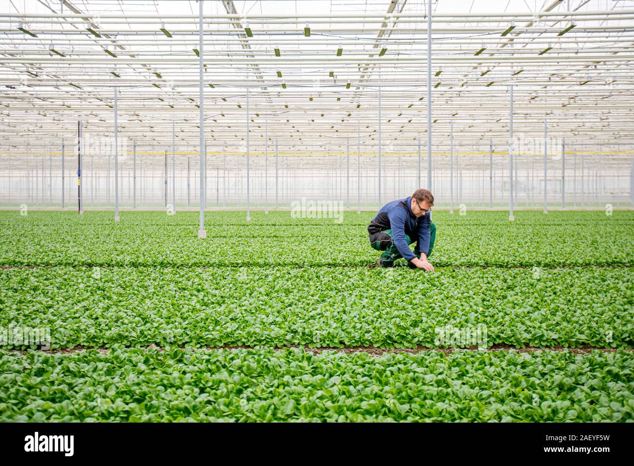 Greenhouse Manager Paul Ruser tend to sallad plants at the Gebr. Meier Greenhouse in Hinwil outside Zurich. Commercial greenhouses utilize tecnhical CO2 to increase the crop yield. Traditionally the CO2 production is done with burning fossil fuels, but the Meier Greenhouse get their CO2 locally the Swiss company Climeworks. Founded in 2009 by Christoph Gebald and Jan Wurzbacher, the company has commercialized the modular carbon capture unit, each of which is capable of sucking up to 135 kilo of CO2 out of the air daily. The CO2 collectors use excess energy from the Kezo Waste Incinerator to ru Stock Photo