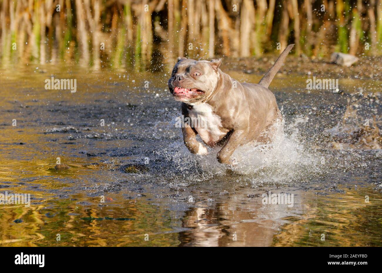 Mixed breed bully running through the water Stock Photo