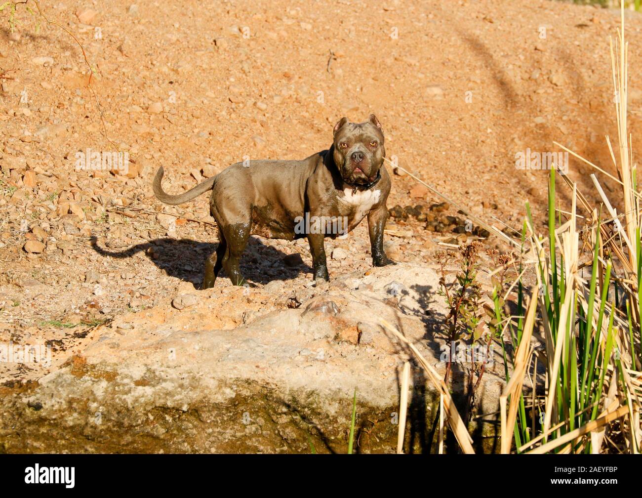 Pitbull standing on the shore covered in mud Stock Photo