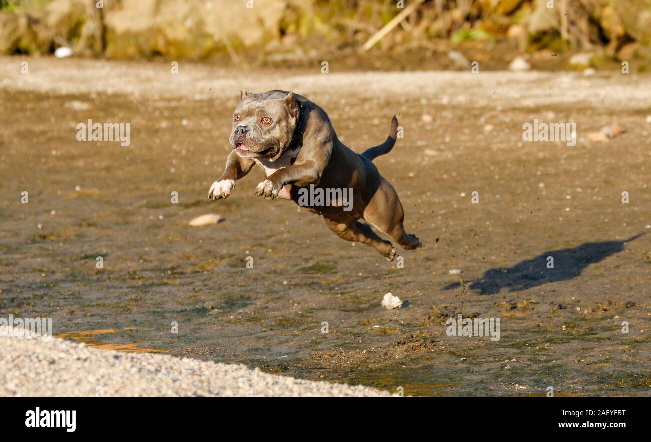Bully breed dog jumping over the mud Stock Photo