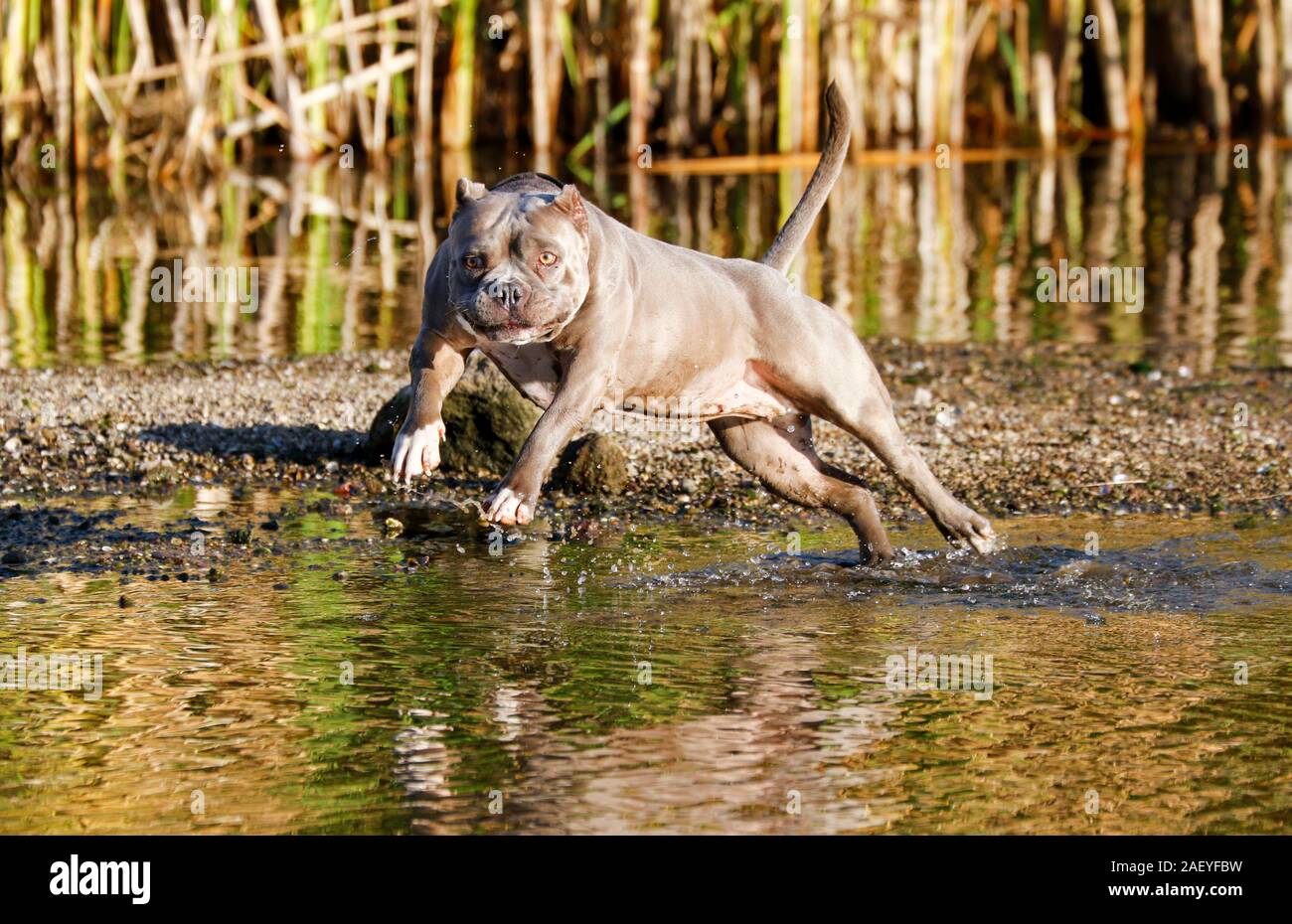 Gray pitbull jumping in the water Stock Photo