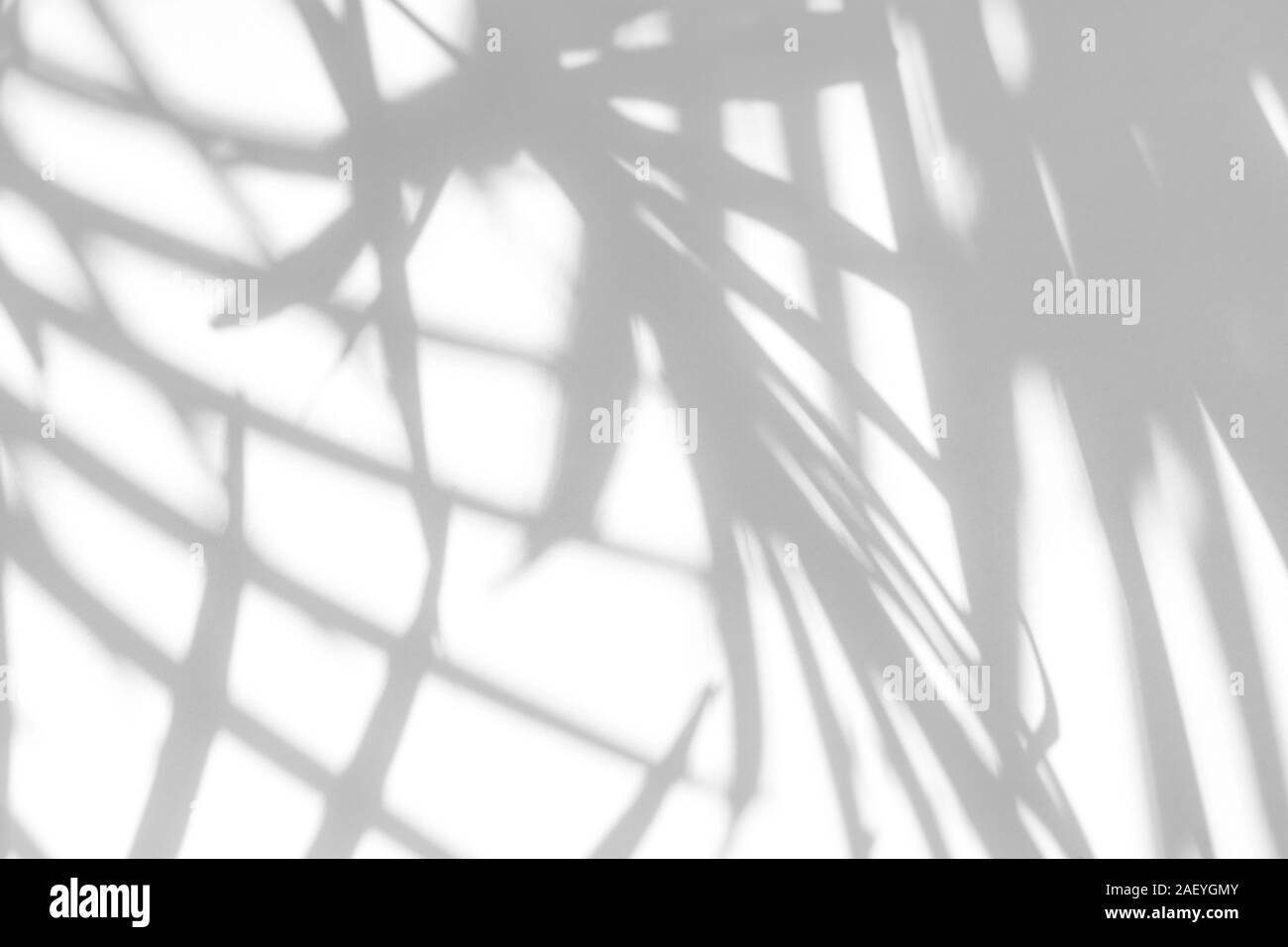 Overlay effect for photo. Gray shadow of the palm leaves on a white ...