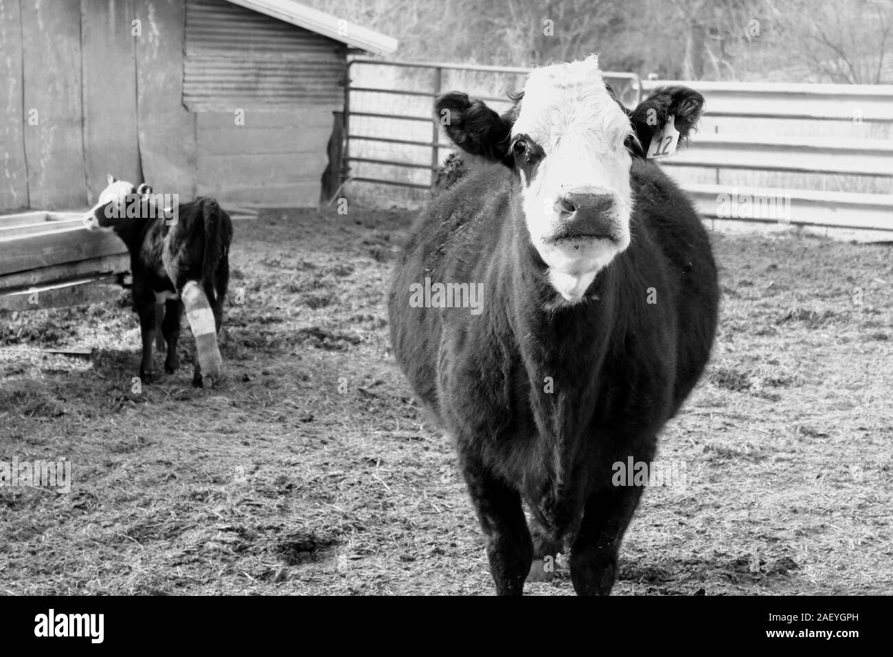 Cow and her calf in a pen in black and white Stock Photo