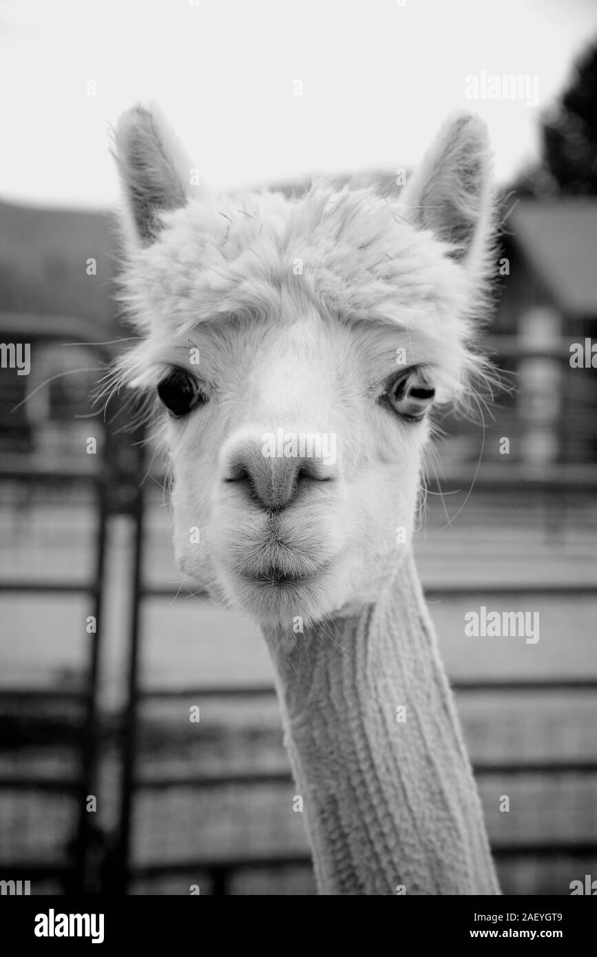 Llama in black and white Stock Photo