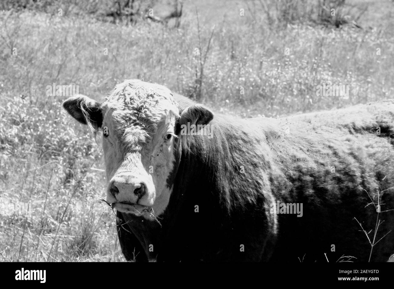Bull in a pasture in black and white Stock Photo