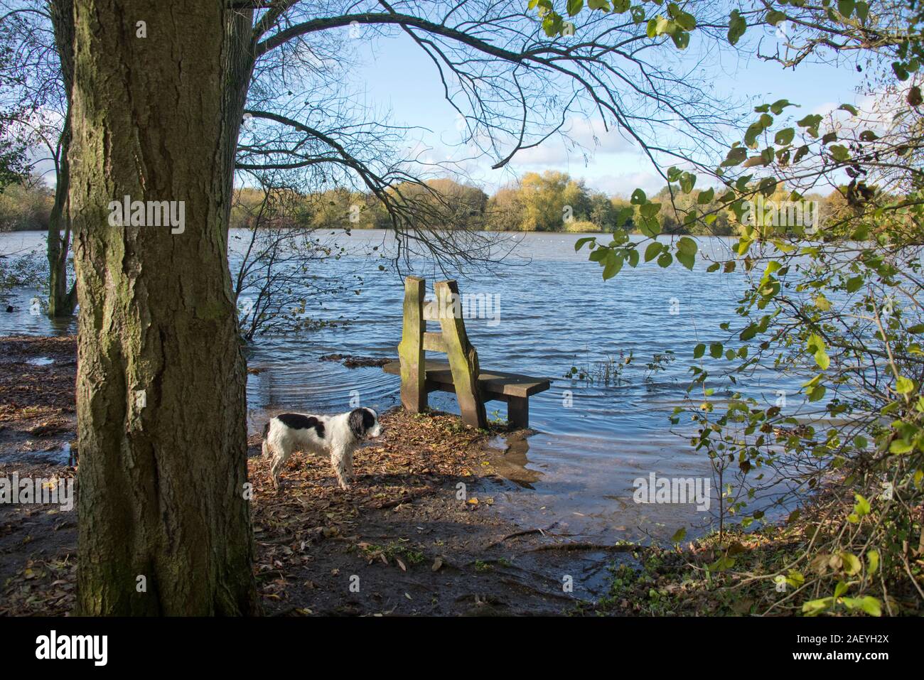 Working cocker spaniel dog standing behind a bench with water lapping over the edge of a lake on a fine autumn day, Thatcham, Berkshire, November Stock Photo