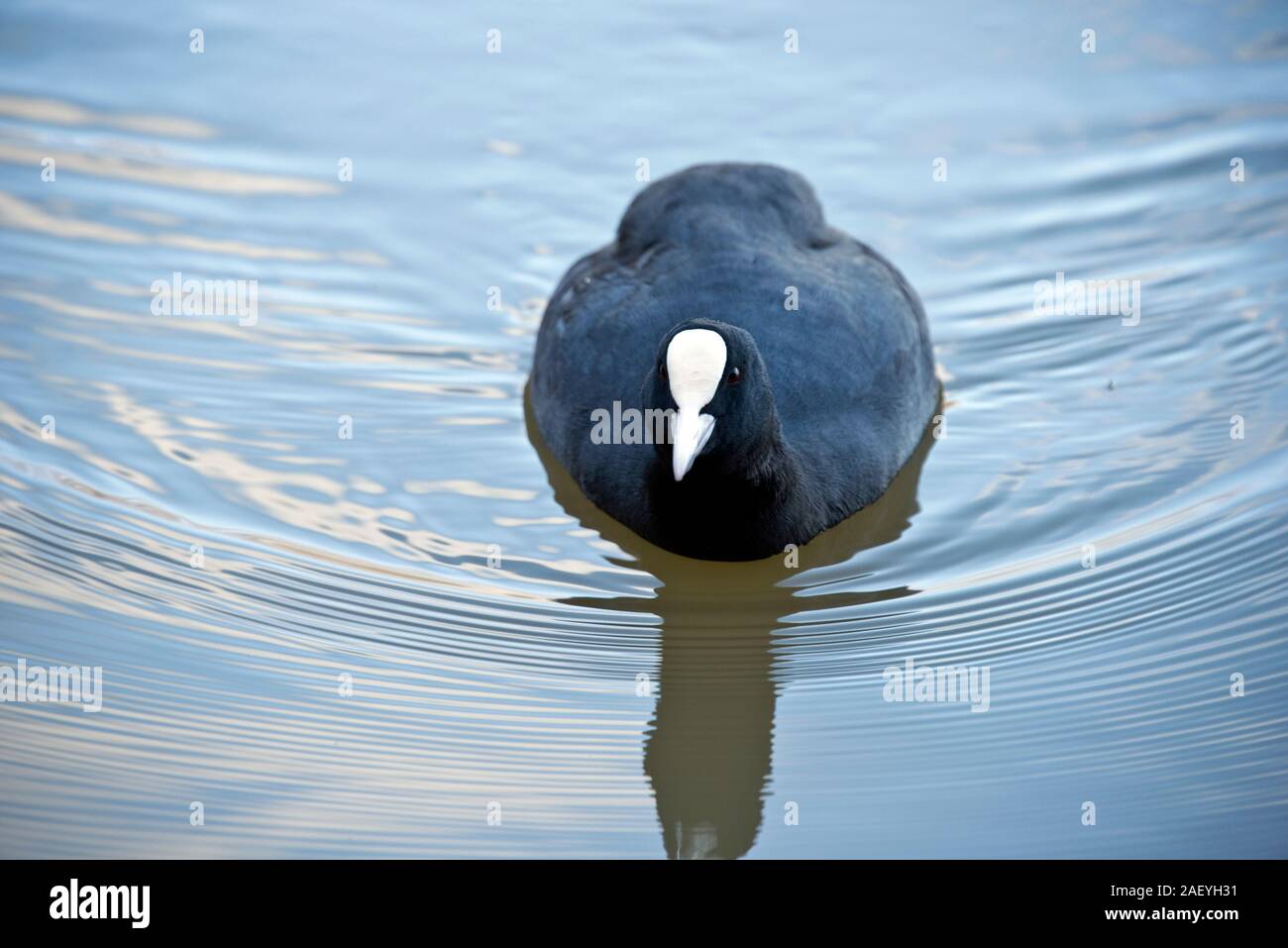 A Eurasian coot (Fulica atra) swimming with ripples of water and reflections and showing eyes and white frontal shield and beak, Berkshire, November Stock Photo