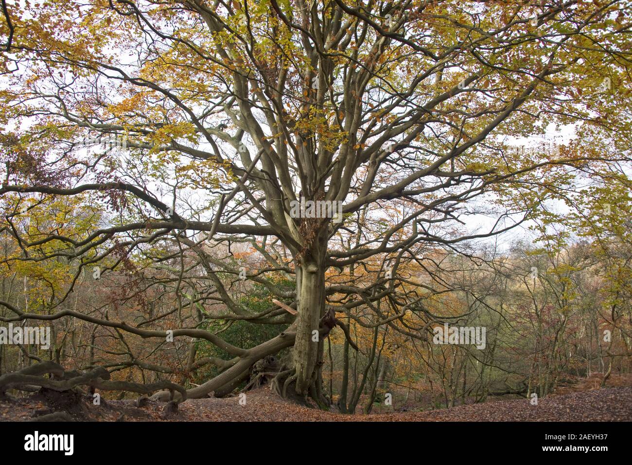 Large old beech tree (Fagus sylvatica) with autumnal colours and some large broken branches, among fallen leaves on heathand, Berkshire, November Stock Photo