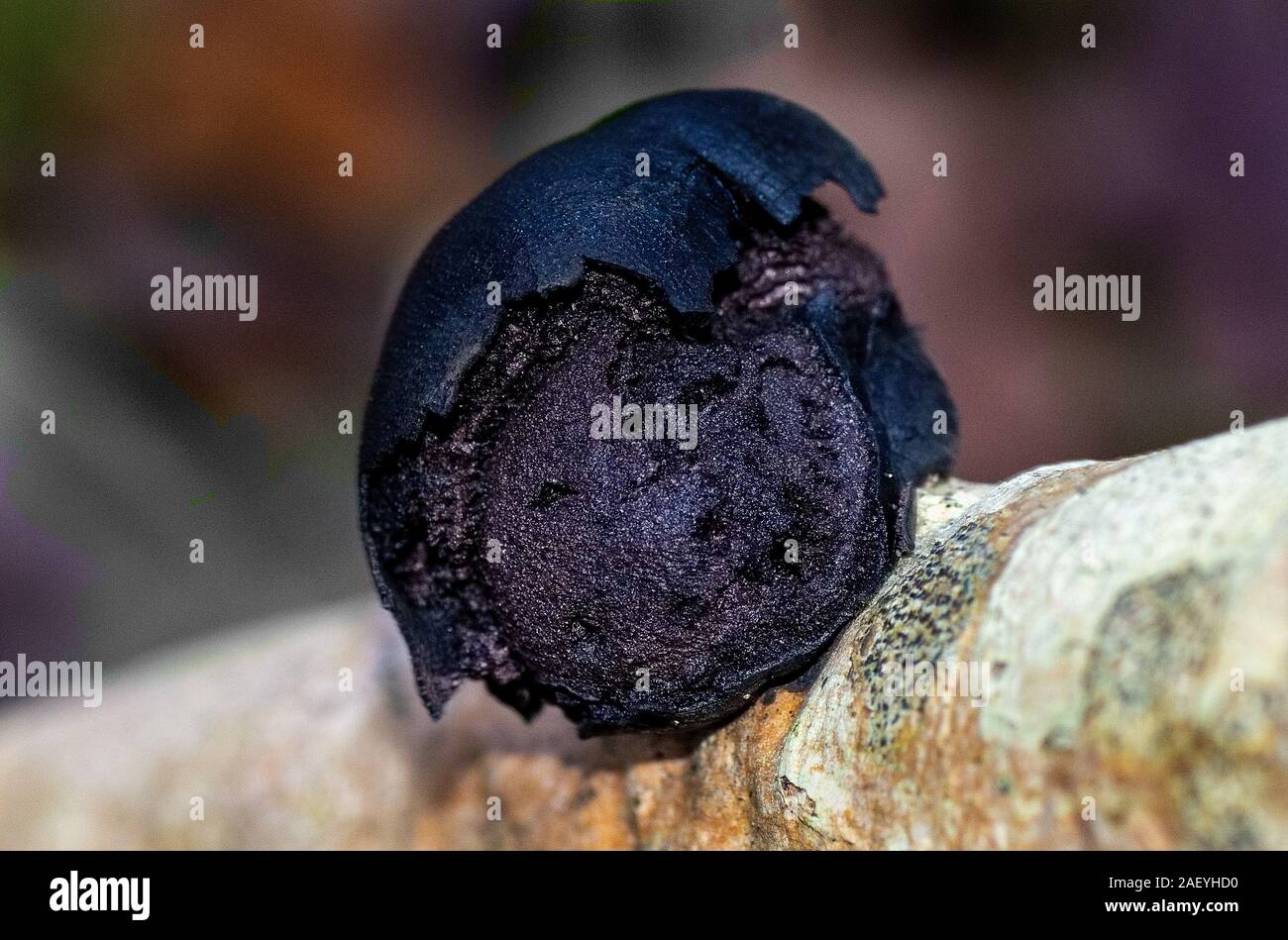 A close-up of a coal fungus also  known as King Alfred's cakes because they look burnt Stock Photo