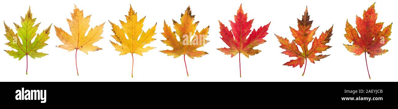 Colorful autumn leaves on white background Stock Photo