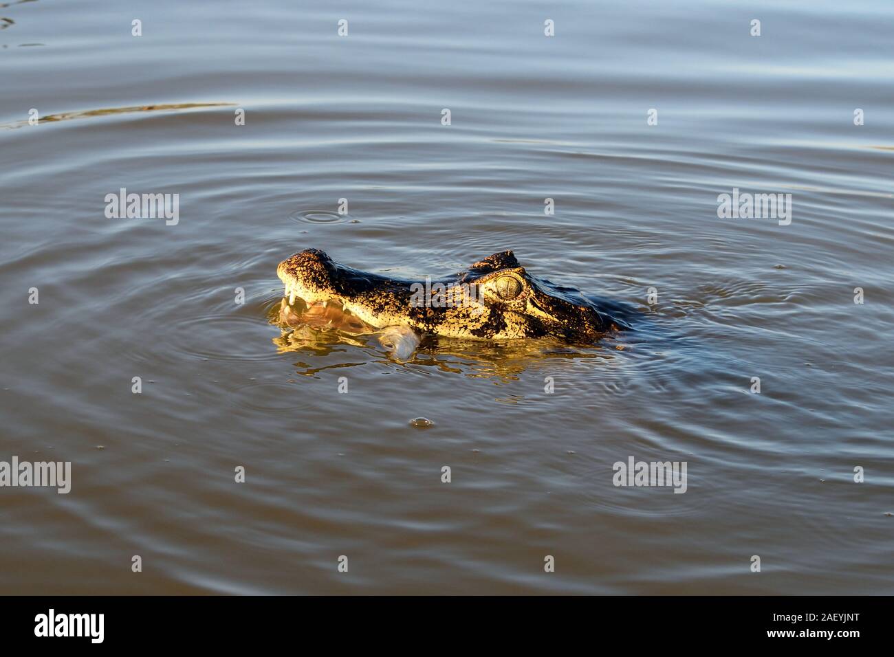 Caiman Rio Jacare Caiman in Rio Cuiaba waters, Pantanal, Brazil Stock Photo - Alamy
