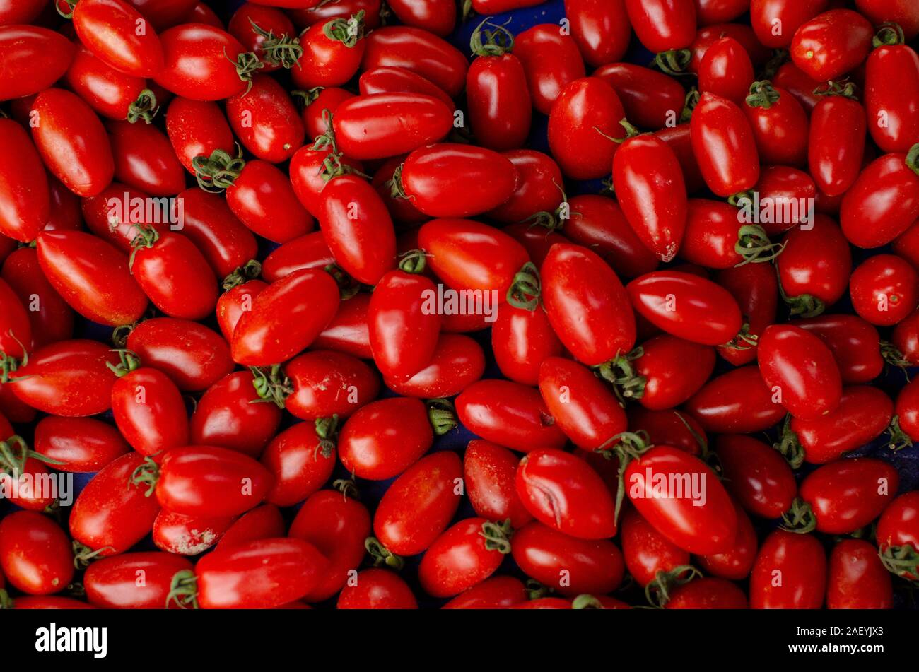Close up of Roma tomatos ( Solanum lycopersicum ) Stock Photo