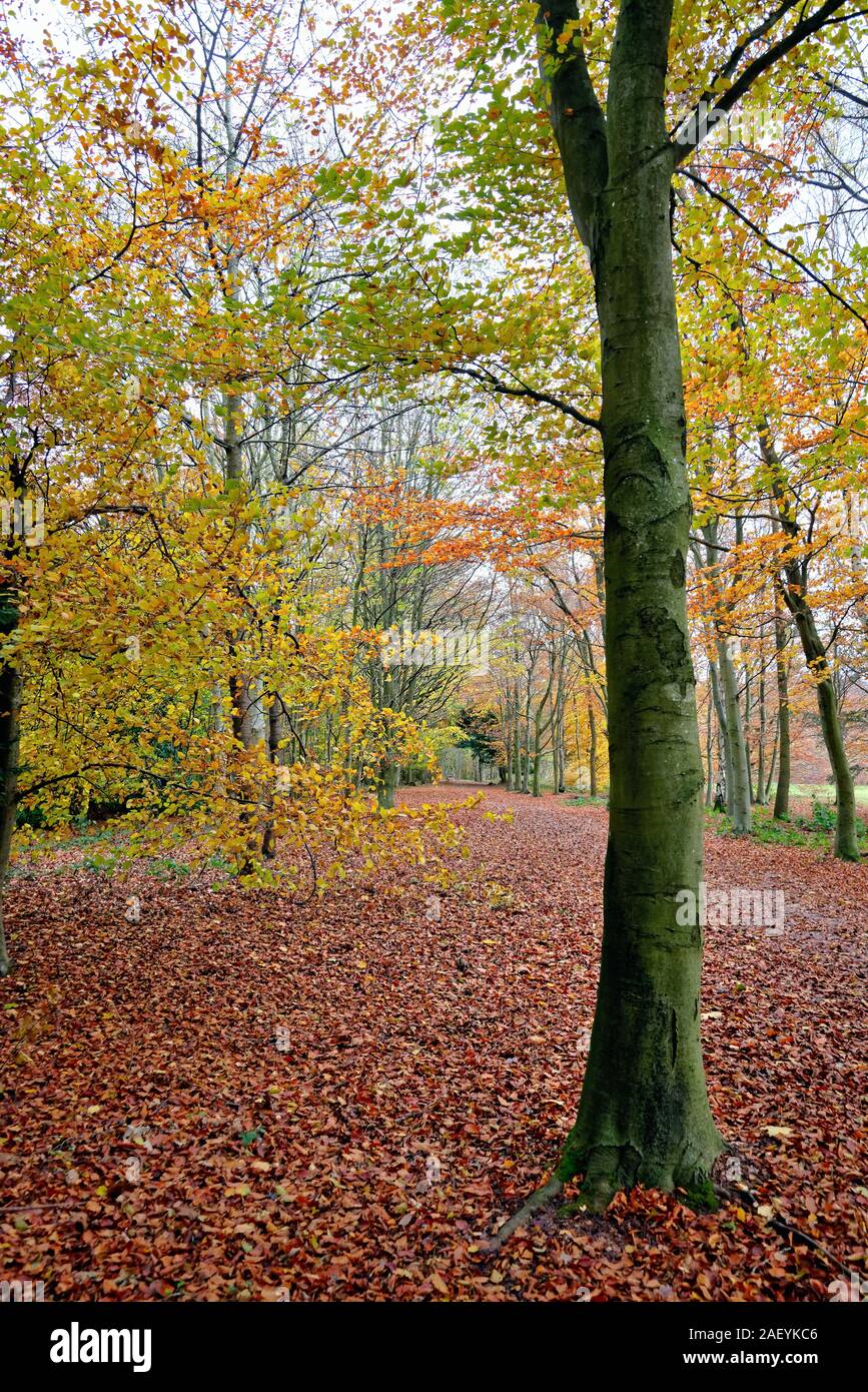 An avenue of beech trees in autumn colours on Ranmore Common Surrey Hills Dorking England UK Stock Photo
