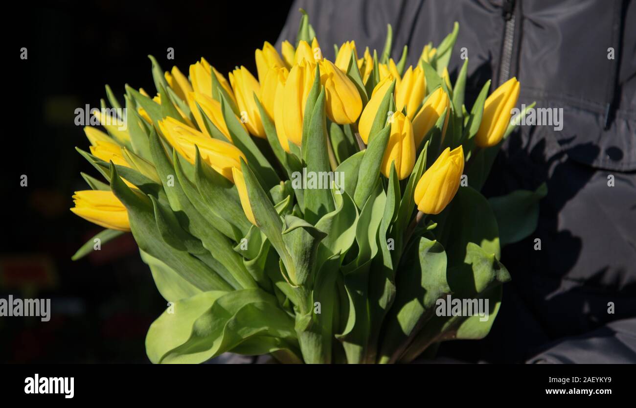 Bouquet of tulips in man hands on bazaar. Stock Photo